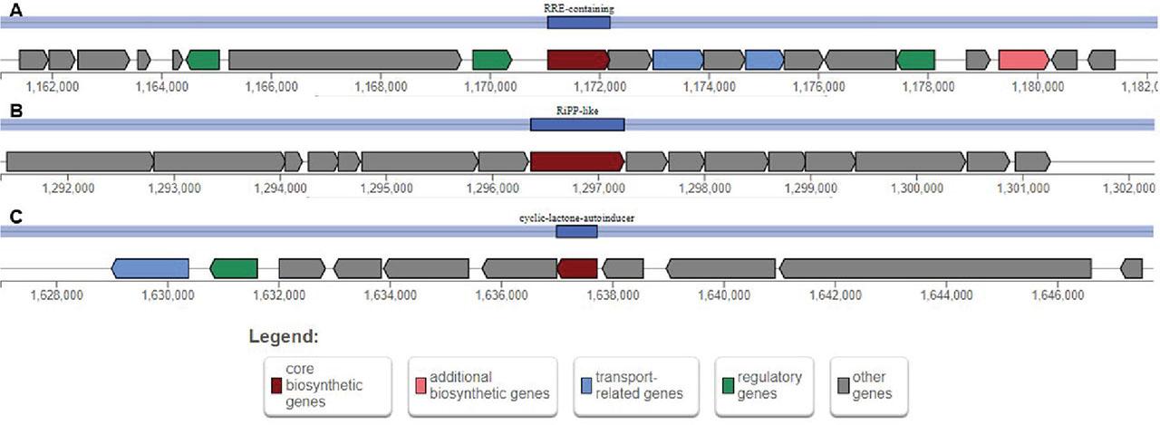 (A) RRE-containing region with a core biosynthetic gene encoding a sequence similar to the molecule Microcin 07 from Escherichia coli. (B) RiPP-like region with a core biosynthetic gene encoding a sequence similar to the Linocin M18. (C) Cyclic-lactone-autoinducer region with a core biosynthetic gene encoding a sequence similar to the molecule Enterocin NKR-5-3B from Enterococcus faecium.