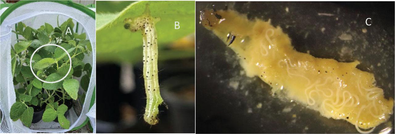 (A) A cage containing soybean plants used for the trials in the greenhouse; the circle over the plants shows where the survival of entomopathogenic nematodes (EPNs) on soybean leaves was examined. (B) A larva of Chrysodeixis includens killed by Steinernema carpocapsae (ALL strain) within 24 hr in the greenhouse; the color change began from the anus, and EPNs were found after dissection. (C) Adults of Steinernema carpocapsae (ALL strain) in the body cavity of a Chrysodeixis includens larvae taken from the greenhouse trial.