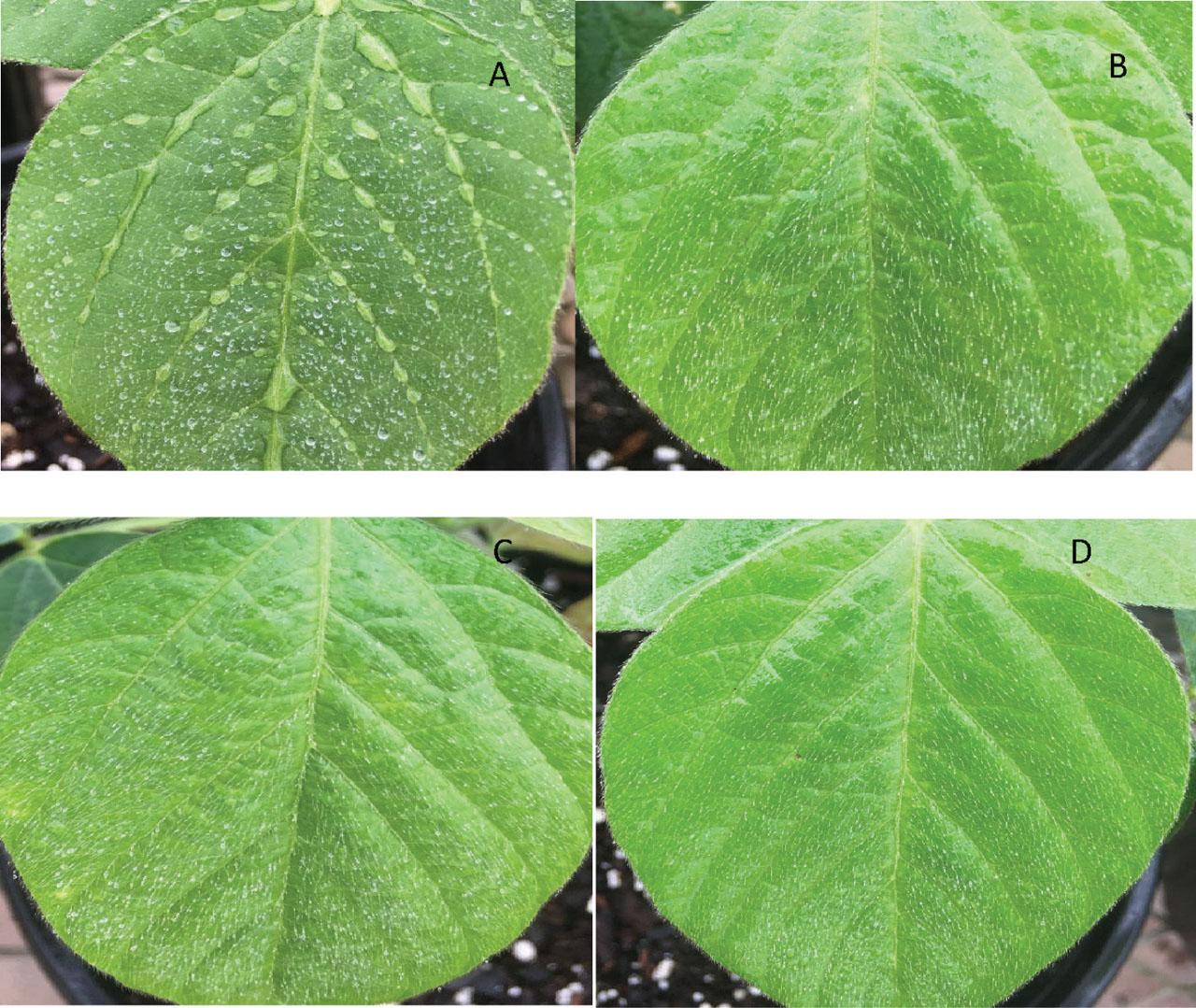 Entomopathogenic nematode (EPN) suspensions after application on soybean leaves. EPN suspension with water only (A) displays numerous water droplets on the leaf. EPN suspensions with dish soap (B), dish soap combined with vegetable oil (C), and Southern Ag Surfactant (D) show the suspensions evenly distributed on the leaves due to the use of adjuvants.