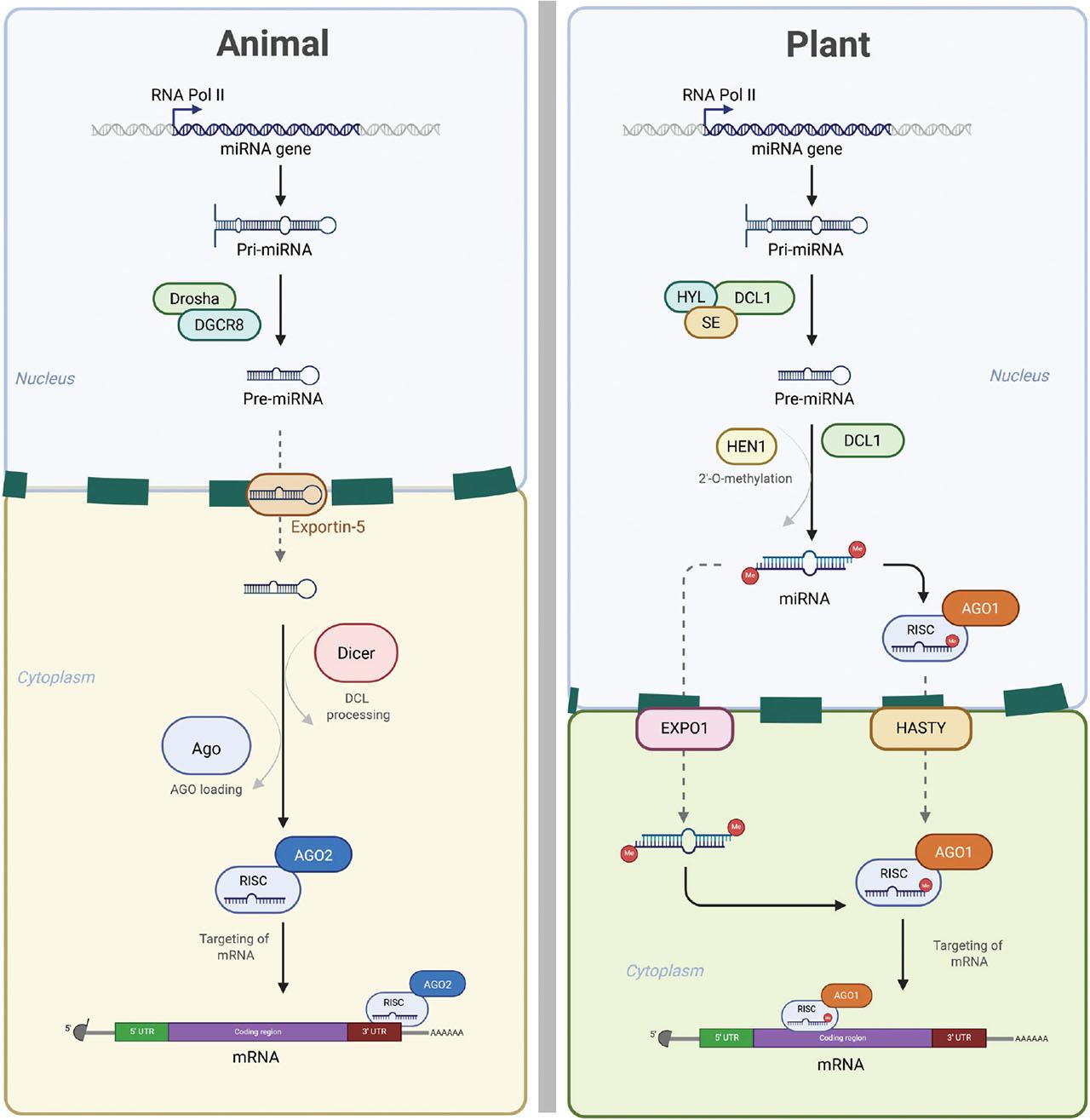 Canonical miRNA biogenesis pathways in animals and plants. miRNA synthesis begins with the transcription of pri-miRNAs, which are then cleaved into pre-miRNAs by different enzymes. These precursors are subsequently processed into mature miRNAs—within the nucleus in plants, but in the cytoplasm in animals. The resulting miRNA duplexes are then loaded onto different AGO proteins, with distinct AGO associations in plants versus animals. AGO, argonaute; miRNAs, microRNAs; pre-miRNAs, precursor miRNAs; pri-miRNAs, primary miRNAs.