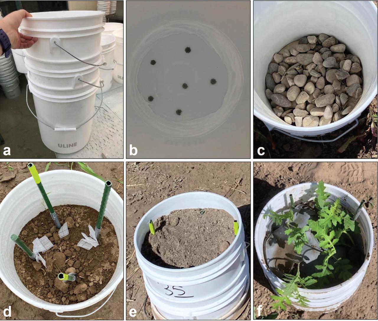 Field microplot design for G. pallida containment. (A) Microplot design of three 19-l buckets consisting of an upper bucket, a middle half bucket, and a lower bucket. (B) The upper bucket had six 1-cm-diam holes drilled into the bottom for drainage, covered by 250-μm pore nylon mesh caulked into the bottom of the bucket with silicone. (C) The upper bucket of the microplot was filled with a layer of river rock approximately 7.6 cm in depth. (D) G. pallida cyst bags were attached to stakes placed in the microplots so that cyst bags would be in the anticipated root zone at a depth of approximately 15 cm below the soil surface. (E) Field soil was added to the upper bucket, approximately 25 cm in total depth. (F) The soil surface of the upper bucket covered with a layer of landscape fabric on top of a layer of 250-μm pore nylon mesh and 4-wk-old S. sisymbriifolium seedlings planted into the microplot.