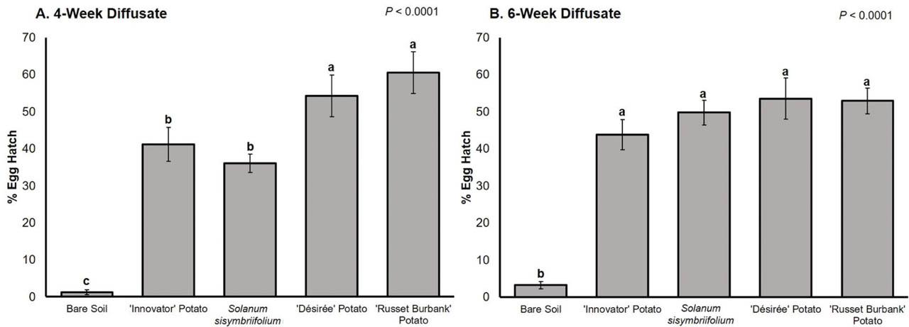 Mean percentage G. pallida egg hatch 2 wk after root exudate application. (A) Percentage egg hatch for root exudates was collected at 4 wk of growth. (B) Percentage of egg hatch for root exudates were collected at 6 wk of growth. Standard error of the means is indicated by the bars. Different letters indicate significantly different means based on least squares means at α = 0.05.