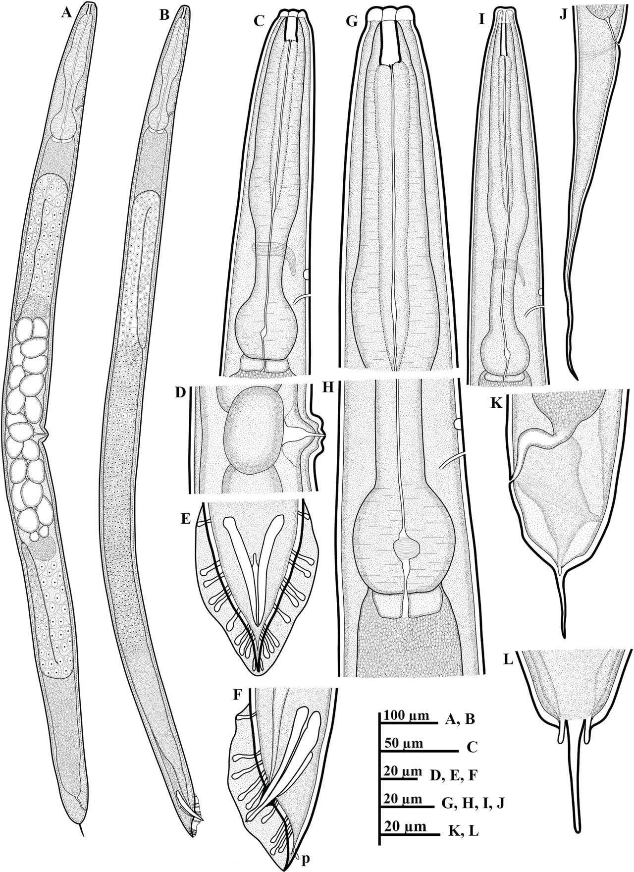 Line drawings of P. koreana n. sp. (A–L): (A) female whole body; (B) male whole body; (C,G) female anterior region; (D) vulval region; (E,F) posterior region of male, including copulatory apparatus and the arrangement of GP (p = phasmid); (H) basal bulb region; (I) anterior region of dauer juvenile; (J) tail region of dauer juvenile; and (K,L) female tail region including the shape of phasmids. GP, genital papillae.
