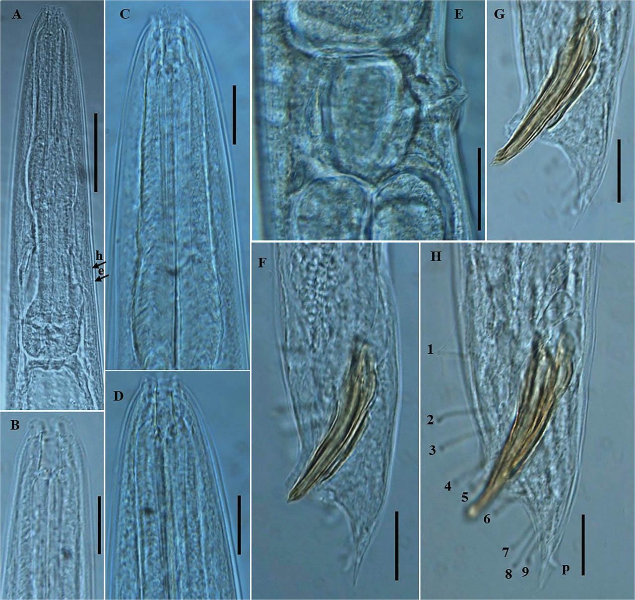 Photomicrographs of P. koreana n. sp. (A–H). (A–D) Female anterior region; (E) vulval region; and (F–H) posterior region of male, including copulatory apparatus and the arrangement of GP. The arrows labeled h and e indicate the position of hemizonid and excretory pore, respectively; p = phasmid (Scale bars: A = 50 μm; B–H = 20 μm). GP, genital papillae.