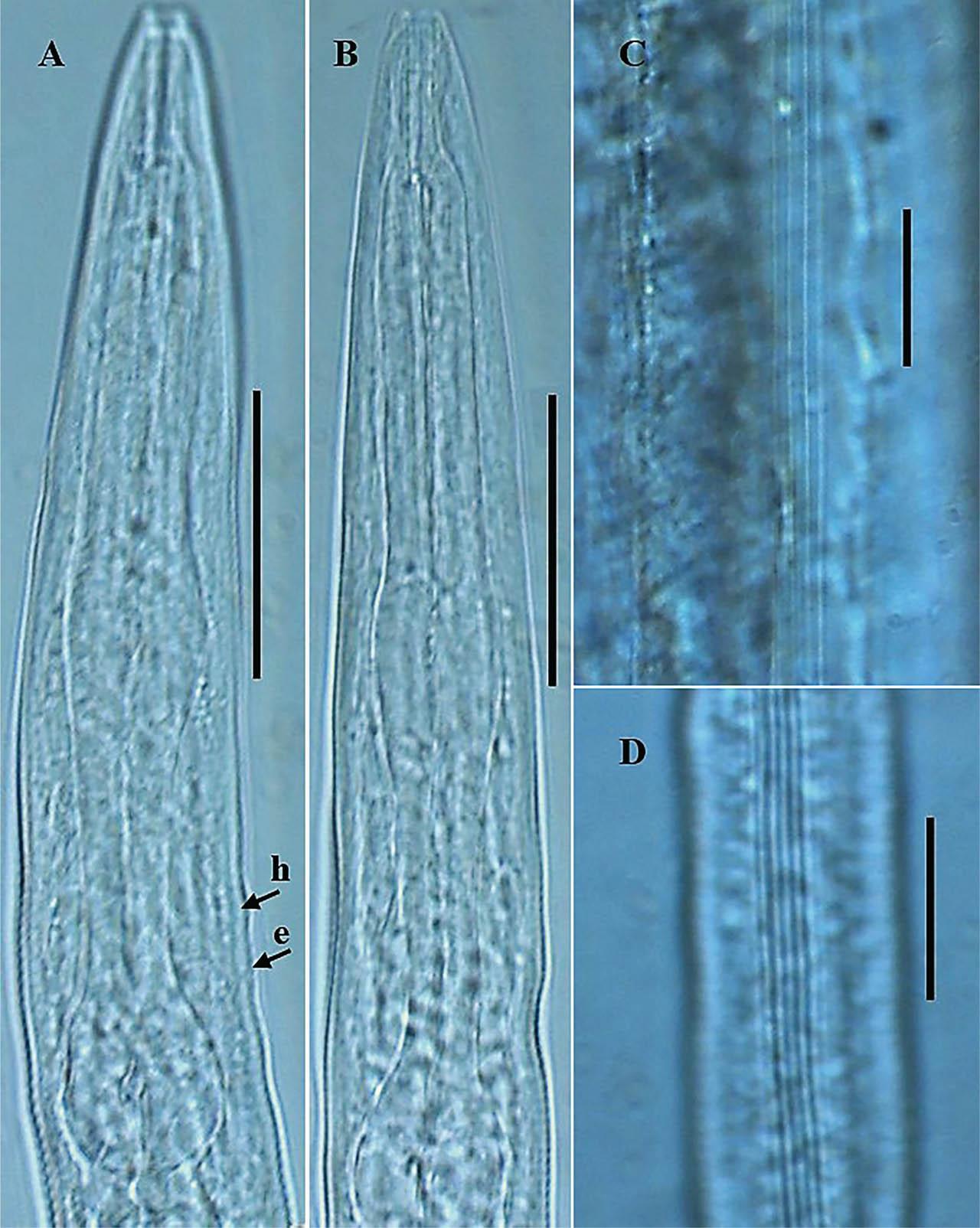 Photomicrographs of P. koreana n. sp. (A–D). (A,B): Dauer juvenile anterior region; (C) lateral field in female; and (D) lateral field in dauer juvenile. The arrows labeled h and e indicate the position of the hemizonid and excretory pore, respectively, (scale bars: A,B = 30 μm; C,D = 20 μm).