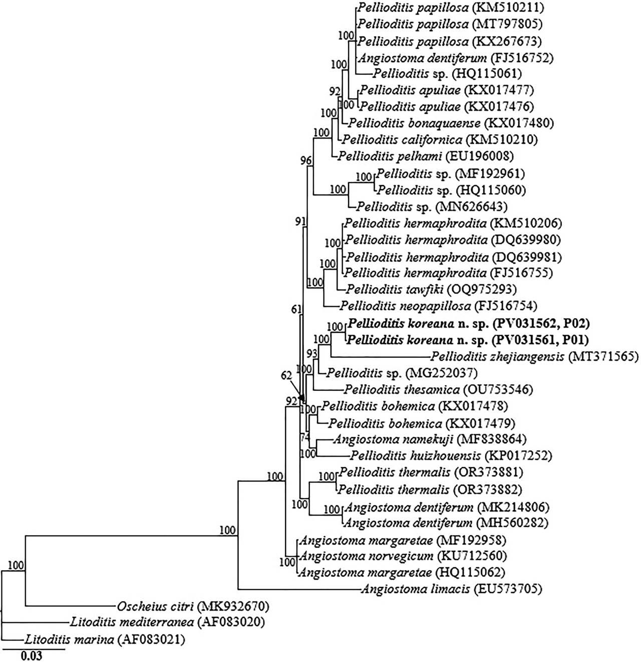 Bayesian tree inferred under the GTR + I + G model from 18S-rRNA gene sequences of Rhabditid species. Posterior probability values exceeding 50% are given on appropriate clades. The studied population is indicated in bold text. Outgroup taxa: O. citri, L. mediterranea and L. marina.