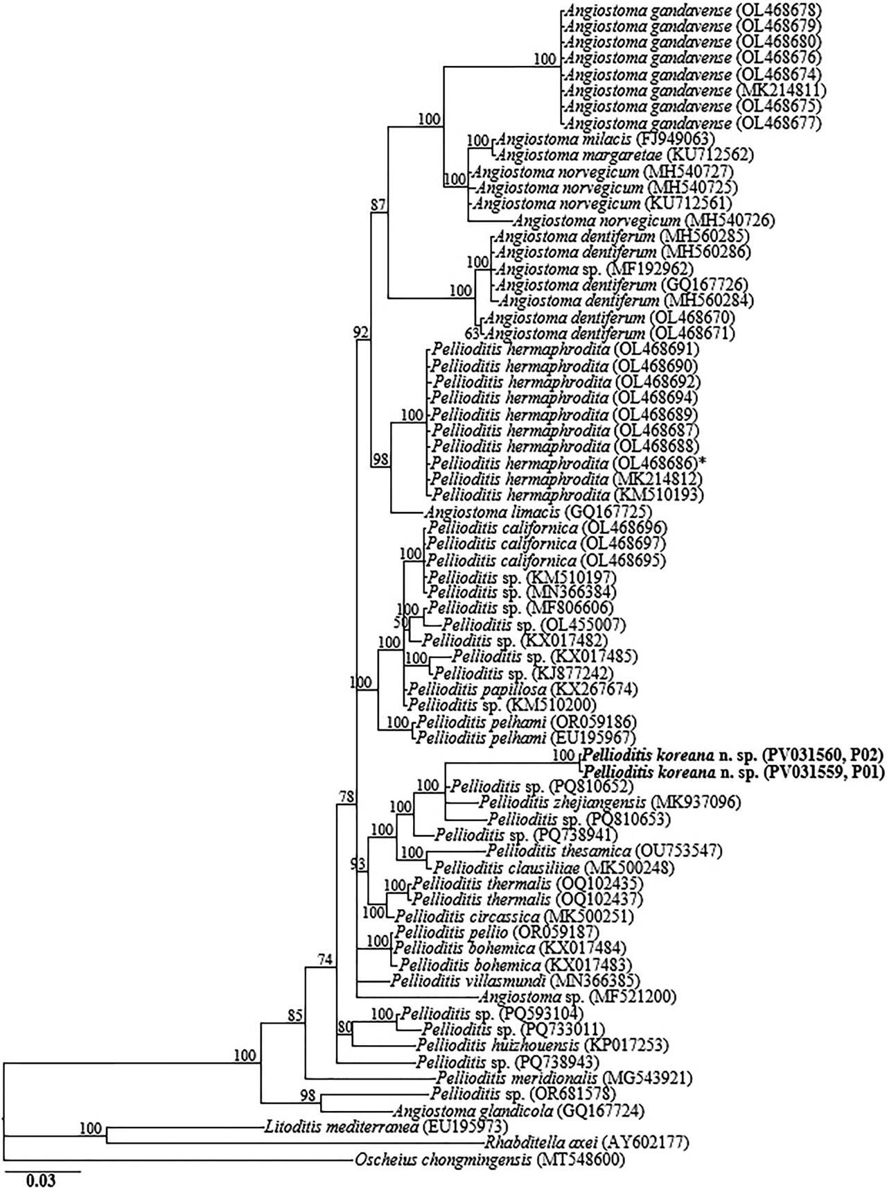Bayesian tree inferred under the GTR + I + G model from LSU D2–D3 partial sequences of Rhabditid species. Posterior probability values exceeding 50% are given on appropriate clades. The studied population is indicated in bold text. Outgroup taxa: L. mediterranea, R. axei and O. chongmingensis.