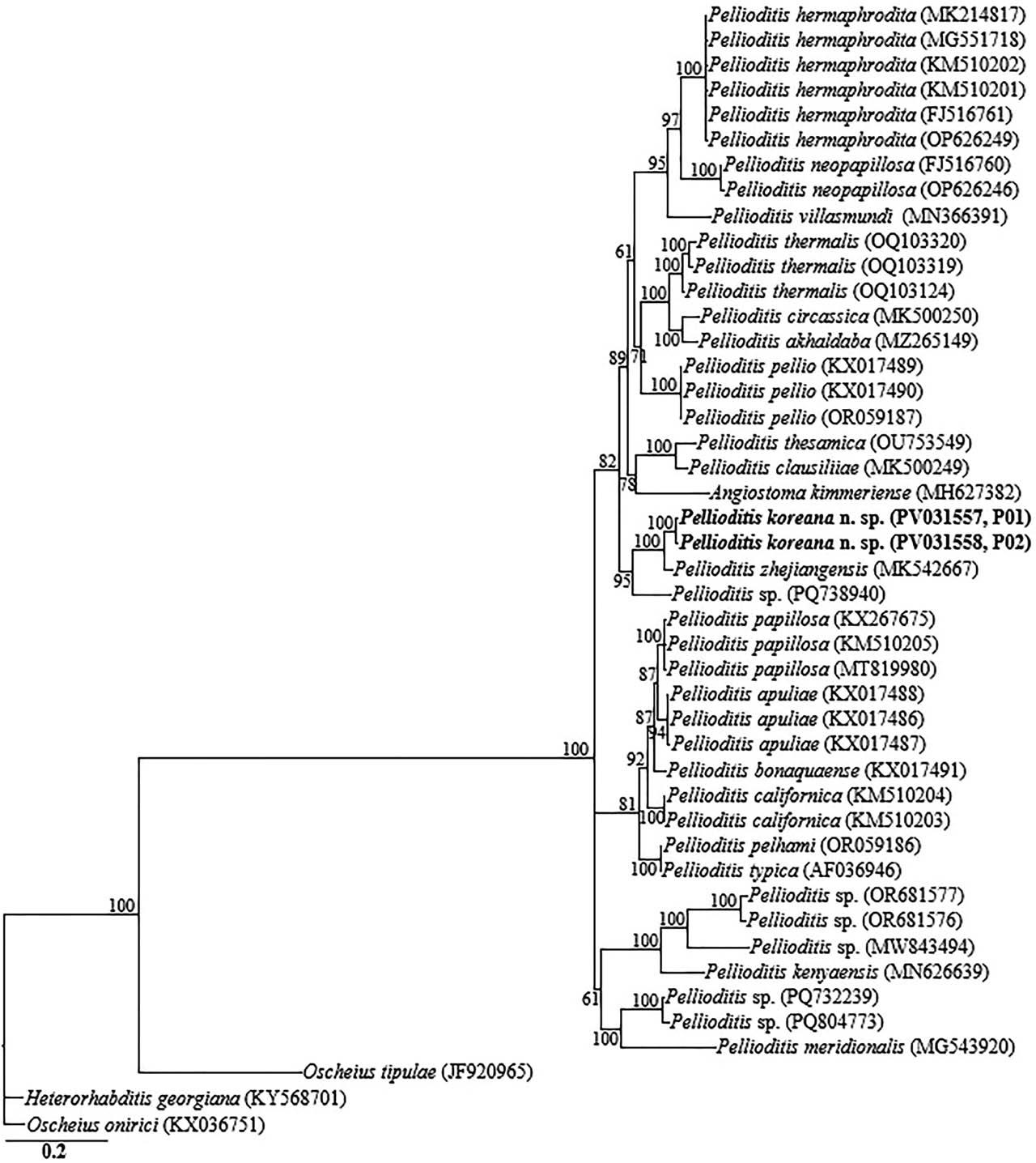 Bayesian tree inferred under the GTR + I + G model from ITS-rRNA partial sequences of Rhabditid species. Posterior probability values exceeding 50% are given on appropriate clades. The studied population is indicated in bold text. Outgroup taxa: O. tipulae, O. onirici and H. georgiana.