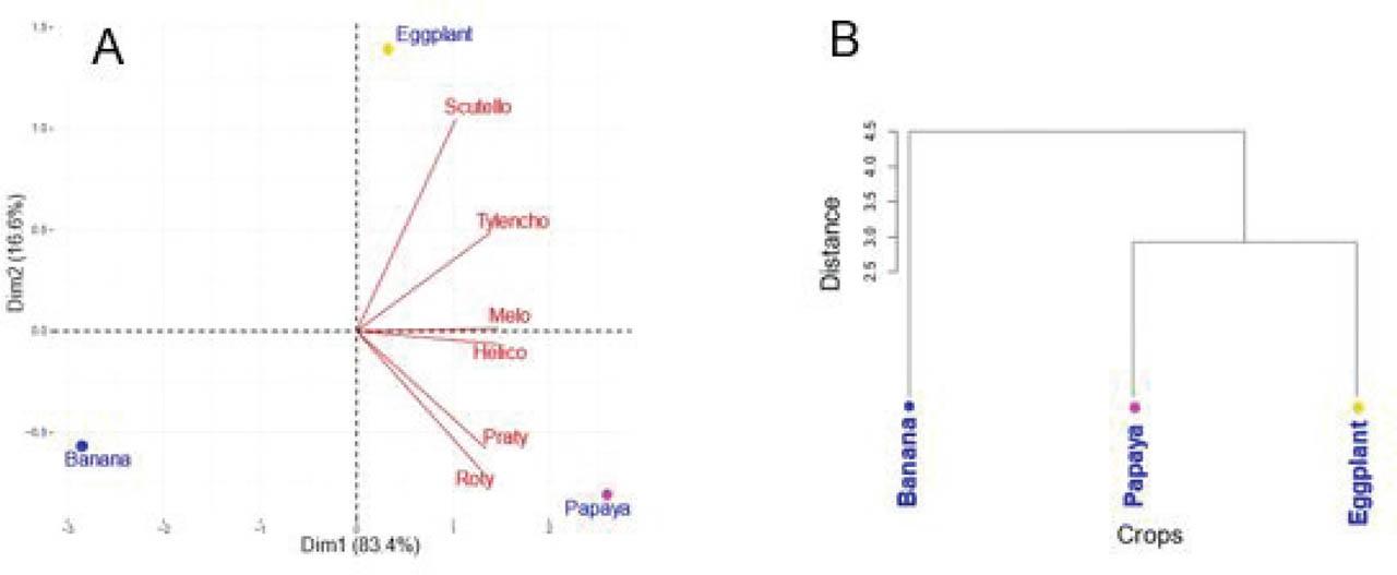 Distribution of parasitic nematodes associated with papaya according to cropping systems (pure or associated with banana or eggplant): (A) Biplot of PPN in interaction with cropping systems. (B) Hierarchical cluster analysis showing similarities between cropping systems based on nematode population densities. PPN, plant-parasitic nematode.