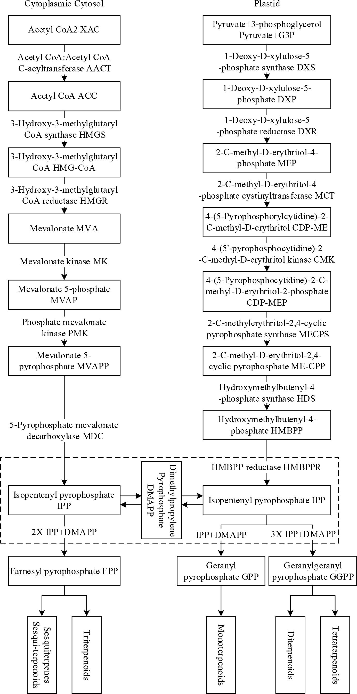 Terpenoid biosynthetic pathways in plants