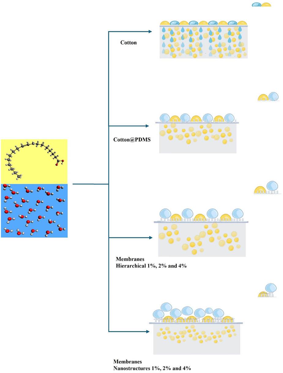 Schematic diagram of water and oil filtration behavior, cotton, cotton@PDMS, hierarchical membranes, and membrane nanostructures.