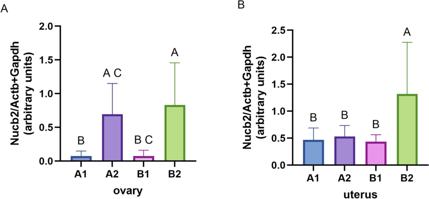 Relative expression of Nucb2 in A – the canine ovary (A) and B – the uterus normalised to the mean expression of the Actb and Gapdh housekeeping genes. Bars represent mean ± standard deviation. A, B and C – significant differences between groups (P-value < 0.05). A1 – younger bitches with optimal body weight (body condition score (BCS) = 4/9); A2 – younger confirmed overweight bitches (BCS > 5/9); B1 – elderly bitches with optimal body weight (BCS = 4/9); B2 – elderly confirmed overweight bitches (BCS > 5/9)