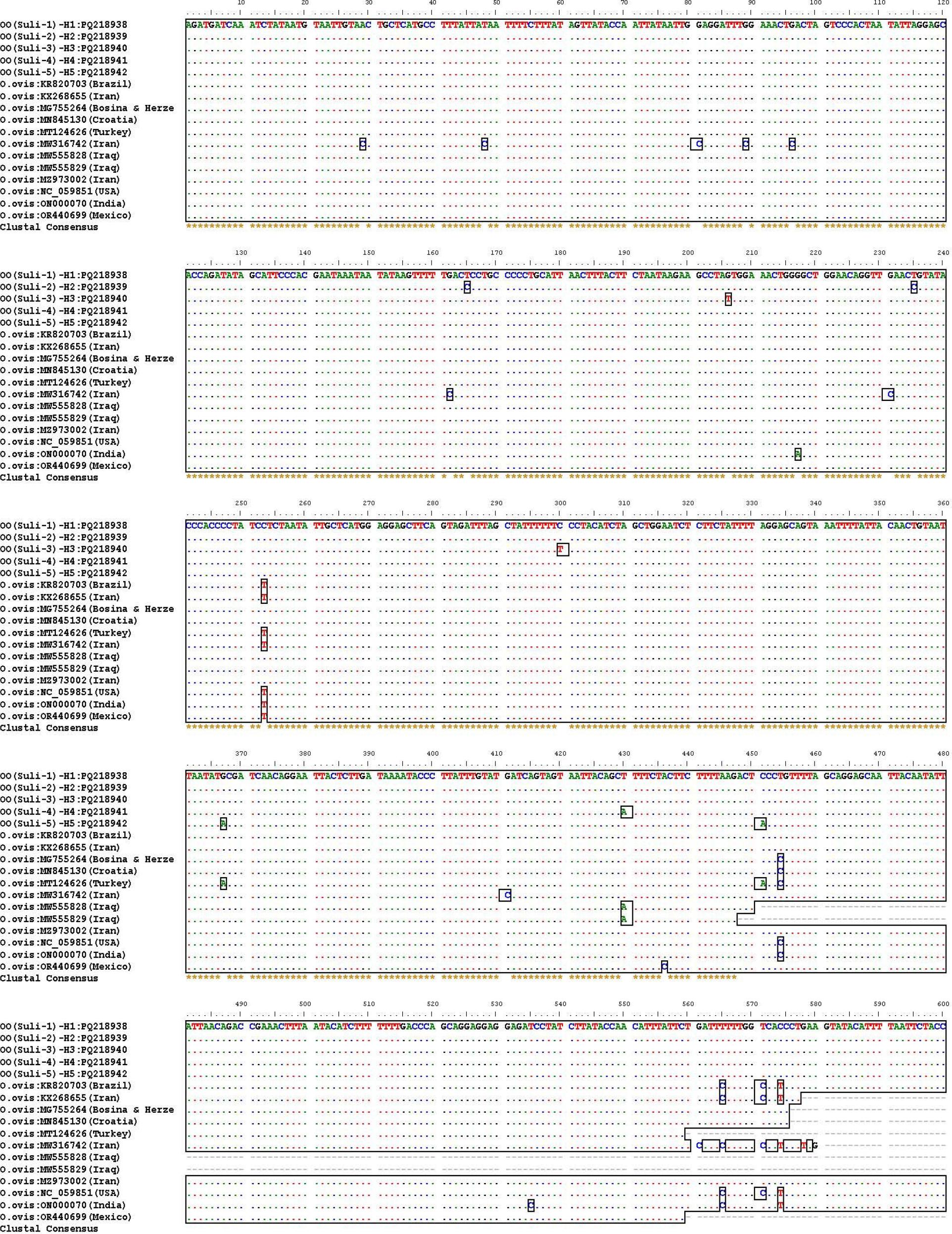 Multiple partial mitochondrial COX1 gene sequence alignments of Oestrus ovis in sheep isolates in Sulaymaniyah, Iraq. Nucleotide sequences recorded in the current study were labelled as OO(Suli-1)-H1–OO(Suli-5)-H5 with accession Nos PQ218938 – PQ218942