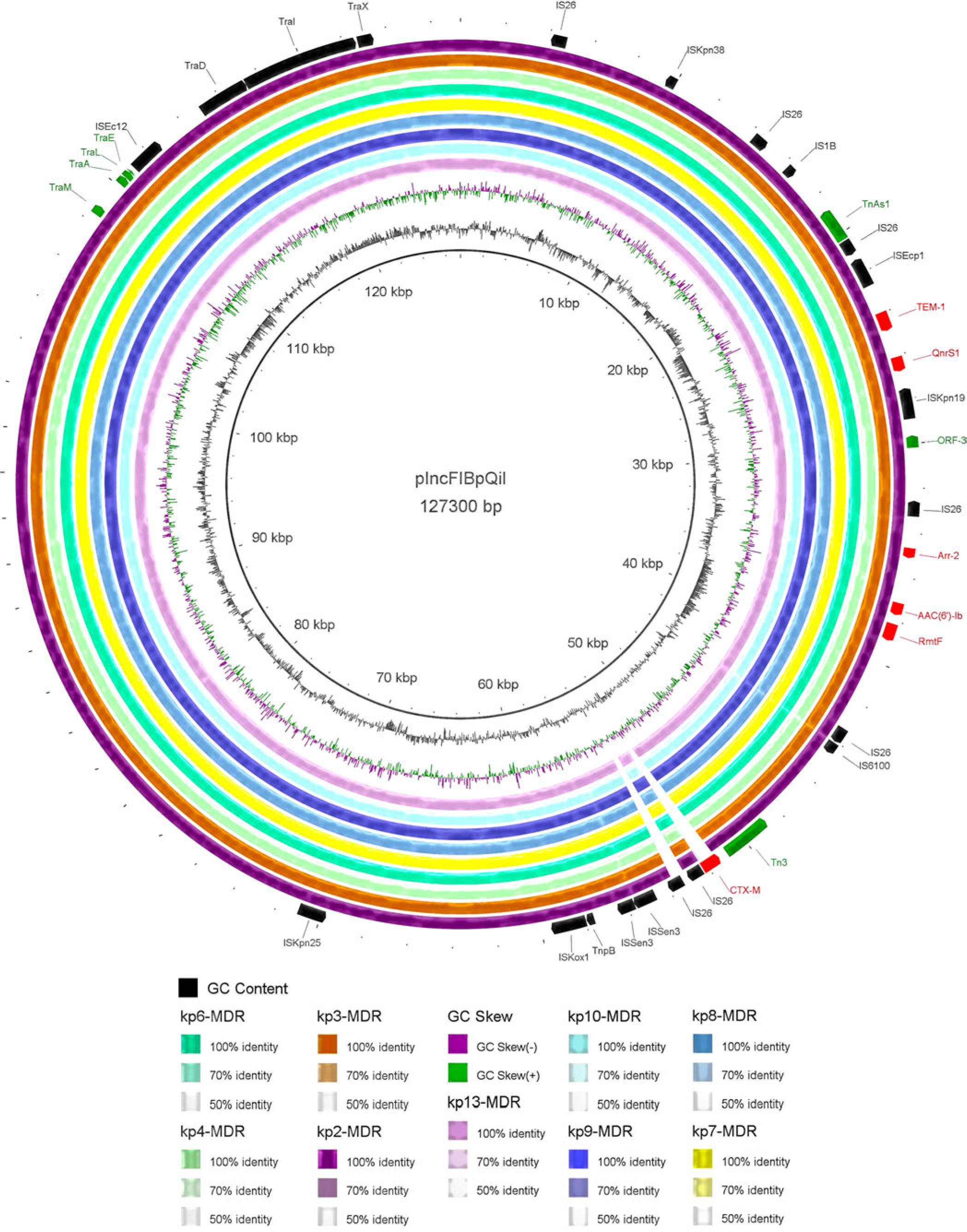 Circular representation of IncFII/FIB-type plasmids in ST231 isolates.
The plasmid pIncFIB-Q1 spans 127,300 base pairs (bp). The map is divided into several tracks, each representing different genomic features.
The outermost tracks mark specific genes with resistance markers (e.g., blaKPC, qnrB19), the middle tracks show genes with varying expression levels indicated by different color shades, and the innermost tracks depict GC content and GC skew. Each track uses a distinct color code, as the legend explains, to represent gene density, antibiotic resistance genes, virulence factors, and mobile genetic elements.