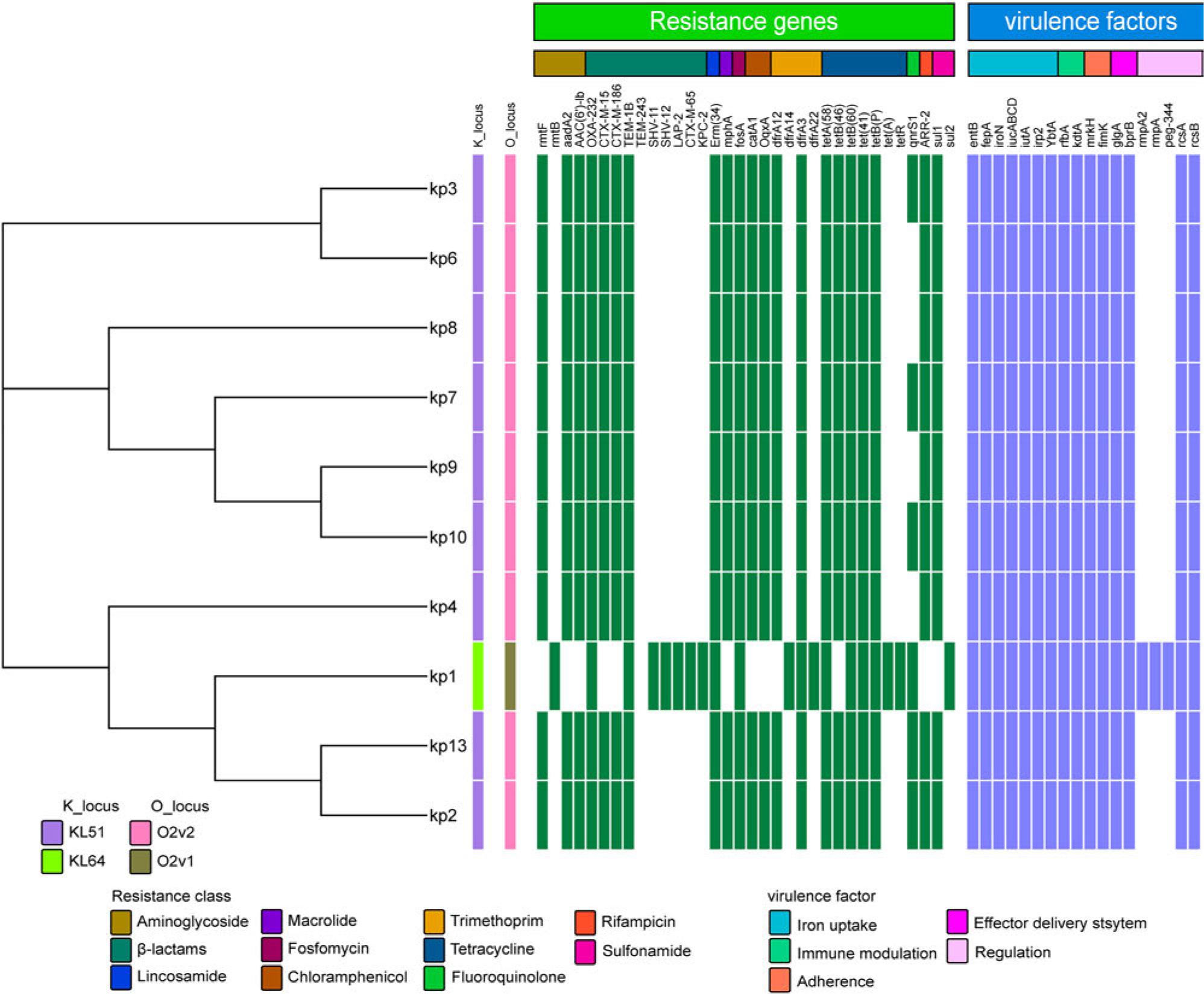 Phylogenetic analysis and genotypic characterization of bacterial strains.
The phylogenetic relationships and distribution of resistance genes and virulence factors across ten bacterial strains (Kp1 to Kp13) are displayed.
The phylogenetic tree (left) illustrates evolutionary distances based on whole-genome sequencing data, while the heatmap (right) indicates the presence (colored) and absence (white) of specific resistance genes (green) and virulence factors (blue).