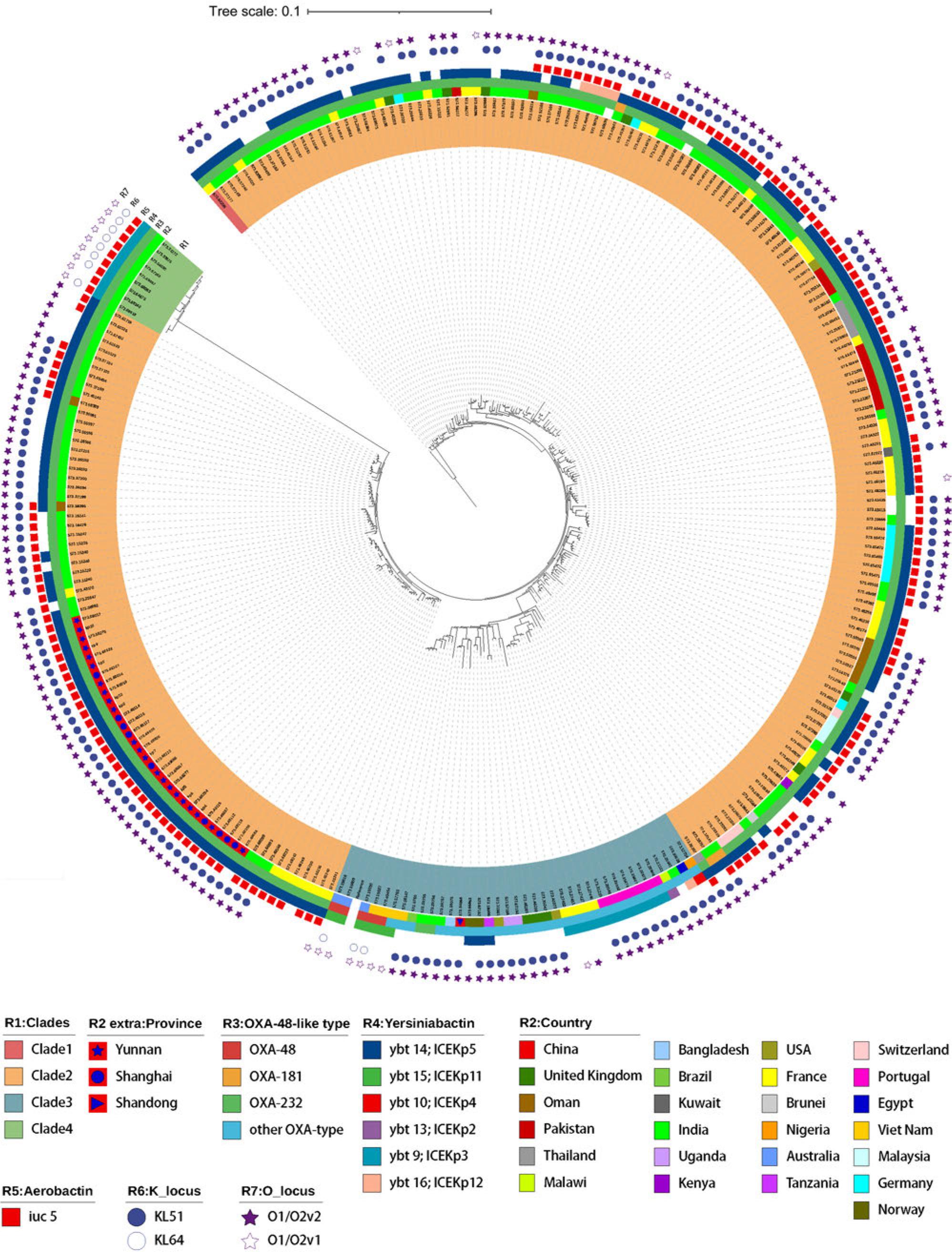Phylogenetic analysis of global ST231 Klebsiella pneumoniae isolates.
The phylogenetic tree constructed from core SNP analyses of 264 global ST231 isolates is color-coded to represent various clades (R1: Clades), geographical origins (R2: Country and extra: Province), and specific genetic characteristics (R3: OXA-48-like types; R4: Yersiniabactin types; R5: Aerobactin type, R6: K locus, R7: O locus). Each concentric ring corresponds to different attributes, such as antibiotic resistance genes, toxin production genes, and other relevant genetic markers. The innermost circle shows phylogenetic relationships based on whole-genome sequencing data.