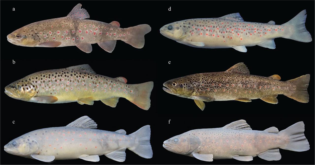 The salmonids examined in this study: (A) Salmo baliki, FFR 3242, holotype, 212 mm SL, male, Sinek Stream; (B) S. murathani, FFR 3228, paratype, 241 mm SL, female, Arpaçay Stream; (C) S. araxensis, FFR 3224, holotype, 259 mm SL, male, Kırkpınar Stream; (D) S. fahrettini, FFR03231, holotype, 232 mm SL, male, Stream Ömertepesuyu; (E) S. munzuricus, FFR 3226, 240 mm SL, male, stream Alakoçlu; (F) S. ardahanensis, FFR 3239, holotype, 222 mm SL, male, Toros Stream.