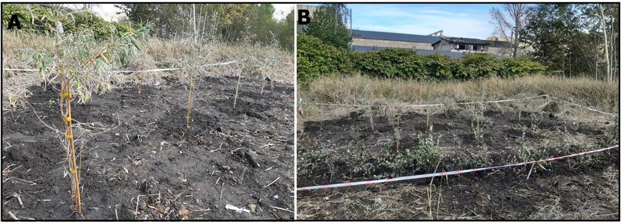 H. rhamnoides seedlings in plot 1 (A) and S. albus in plot 2 (B).
