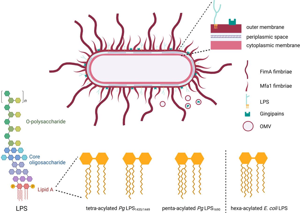 Porphyromonas gingivalis virulence factors and LPS structure.Pg expresses various virulence factors: long fimbriae (FimA type), short fimbriae (Mfa1), lipopolysaccharide (LPS), outer membrane vesicles (OMVs), which can contain gingipains. Pg-LPS exists in two forms: tetra-acylated, and penta-acylated with a different pro-inflammatory potency (Al-Qutub et al., 2006; Darveau, 2010) Created in BioRender. https://BioRender.com/s67b276