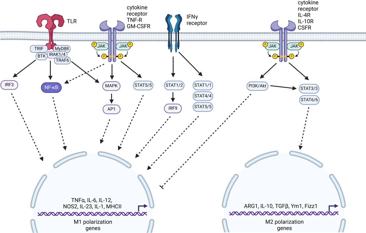 Macrophage polarization pathways.Upon various stimulus through cell surface receptors macrophage can activate M1 or M2 polarization genes. M1 polarization is related with TLRs, and cytokines receptors, such as TNF-R or IFNγ receptor. NF-κB signaling pathway is the main regulator of M1 polarization genes, but the pro-inflammatory phenotype can be also activated through IRF3, MAP kinase or STAT (members 1, 2, 4, 5). Alternatively, in response to anti-inflammatory cytokines recognized by cytokine receptors, PI3K/Akt and STAT (members 3, 6) pathways can be triggered, leading to activation of M2 polarization genes and inhibiting M1 profile (Kerneur et al., 2022; Xia et al., 2023). AP1, activator protein 1; ARG1, arginase 1; BTK, Bruton’s tyrosine kinase; CSFR, colony-stimulating factors receptor; FIZZ1, found in inflammatory zone 1; GM-CSFR, granulocyte-macrophage colony-stimulating factor receptor; IFNγ, interferon gamma; IL-4R, interleukin-4 receptor; IL-10R, interleukin-10 receptor; IRAK1/4, interleukin-1 receptor-associated kinases 1/4; IRF3/9, interferon regulatory factor 3/9; JAK, Janus activated kinases; MAPK, mitogen-activated protein kinase; MHCII, major histocompatibility complex class II; MyD88, myeloid differentiation primary response 88; NF-κB, nuclear factor kappa-light-chain-enhancer of activated B cells; NOS2, nitric oxide synthase 2; PI3K/Akt, phosphatidylinositol 3-kinase/Akt kinase; STAT, signal transducer and activator of transcription; TGFβ, transforming growth factor β; TLR, toll-like receptor; TNFα, tumor necrosis factor alpha; TNF-R, TNF receptor; TRAF6, TNF receptor associated factor 6; TRIF, TIR-domain-containing adapter-inducing interferon-β; Ym1, chitinase-like protein 3 (Chil3); Created in BioRender.
https://BioRender.com/v80l298