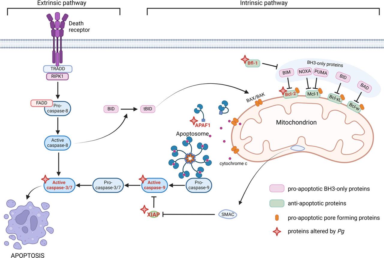 Apoptosis pathways and P. gingivalis.Upon pro-apoptotic signals, dominating BH3-only proteins inhibit anti-apoptotic members of Bcl-2 family (Bcl-2, Mcl-1, Bcl-xL, Bcl-w, Bfl-1), enabling BAX and BAK oligomerization, and mitochondrion permeabilization. After formation of apoptosome with APAF1, cytochrome c, and pro-capsase-9, the caspase cascade is activated, leading to apoptosis. Alternatively, the activation of death receptors leads to caspase-8 activation, and subsequently intrinsic pathway activation or directly activating caspase cascade (Kayagaki et al., 2024). In sentinel cells, Pg can alter the expression of Bfl-1, Bcl-2, APAF1, XIAP, and caspases 3/7 and 9. APAF1, apoptotic peptidase activating factor 1; FADD, Fas-associated death domain; RIPK1, receptor-interacting serine/threonine-protein kinase 1; SMAC, second mitochondria-derived activator of caspases; TRADD, TNFR1 associated death domain protein; XIAP, X-linked inhibitor of apoptosis; Created in BioRender. https://BioRender.com/t45c156