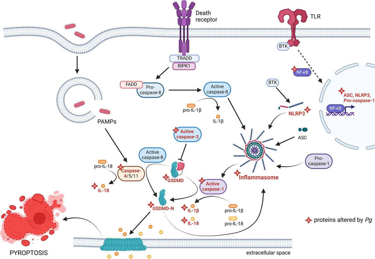 Pyroptosis pathways and P. gingivalis.Upon TLRs stimulation, NF-κB upregulates the expression of ASC, NLRP3, and pro-caspase-1, which subsequently form inflammasome. Caspase-1 activates IL-1β, IL-18, and cleaves GSDMD into pore forming domains, which oligomerize in cell membrane, creating pores. Alternatively, caspase-8 can activate inflammasome, and IL-1β. Intracellular presence of PAMPs, especially LPS, is recognized by caspase-4/5/11, which upon oligomerization can cleave GSDMD and trigger pore formation, and activate IL-18. Pro-apoptotic caspase-3 acts as a GSDMD inhibitor (Kayagaki et al., 2024). Pg can modulate pyroptosis through changes in the activation of NF-κB, caspase-1, 4, and 3, the expression profile of ASC, NLRP3, pro-capsase-1, inflammasome, GSDMD, and secretion of IL-1β and IL-18. ASC, apoptotic speck protein containing a caspase recruitment domain; BTK, Bruton’s tyrosine kinase; FADD, Fas-associated death domain; GSDMD, gasdermin D; GSDMD-N, cleaved N-terminal GSDMD; NF-κB, nuclear factor kappa-light-chain-enhancer of activated B cells; NLRP3, nucleotide-binding domain, leucine-rich repeat-containing family, and pyrin domain-containing-3/caspase recruitment domain; PAPMs, pathogen associated molecular patterns; RIPK1, receptor-interacting serine/threonine-protein kinase 1; TLR, toll-like receptor; TRADD, TNFR1 associated death domain protein; Created in BioRender. https://BioRender.com/l81p084