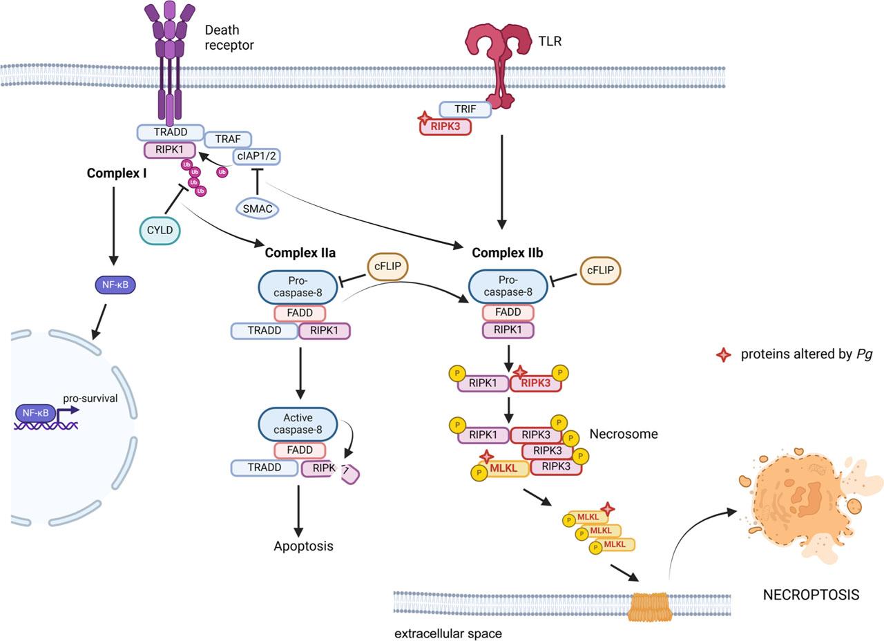Necroptosis pathways and P. gingivalis.The activation of death receptors triggers formation of complex I, which activates NF-κB pathway and pro-survival genes. Upon inhibition of RIPK1 ubiquitination by CYLD, complex IIa is formed. The cleavage of RIPK1 by caspase-8 activates apoptosis pathway. If pro-caspase-8 remains inactive by cFLIP, complex IIb is formed. Subsequently, phosphorylation of RIPK1, and RIPK3, and their oligomerization, together with phosphorylated MLKL leads to necrosome formation. Necrosome translocates to cellular membranes, forming pores, which leads to necroptosis (Dhuriya & Sharma, 2018; Holler et al., 2000; O’Donnell et al., 2011). Pg modulates necroptosis pathways targeting RIPK3, and MLKL. cIAP1/2, cellular inhibitor of apoptosis protein 1/2; CYLD, cylindromatosis; FADD, Fas-associated death domain; MLKL, mixed lineage kinase domain-like; NF-κB, nuclear factor kappa-light-chain-enhancer of activated B cells; RIPK1/3, receptor-interacting serine/threonine-protein kinases 1/3; SMAC, second mitochondria-derived activator of caspases; TRADD, TNFR1 associated death domain protein; TRAF, TNF receptor-associated factor; TRIF, TIR-domain-containing adapter-inducing interferon-β; Created in BioRender. https://BioRender.com/r22c556