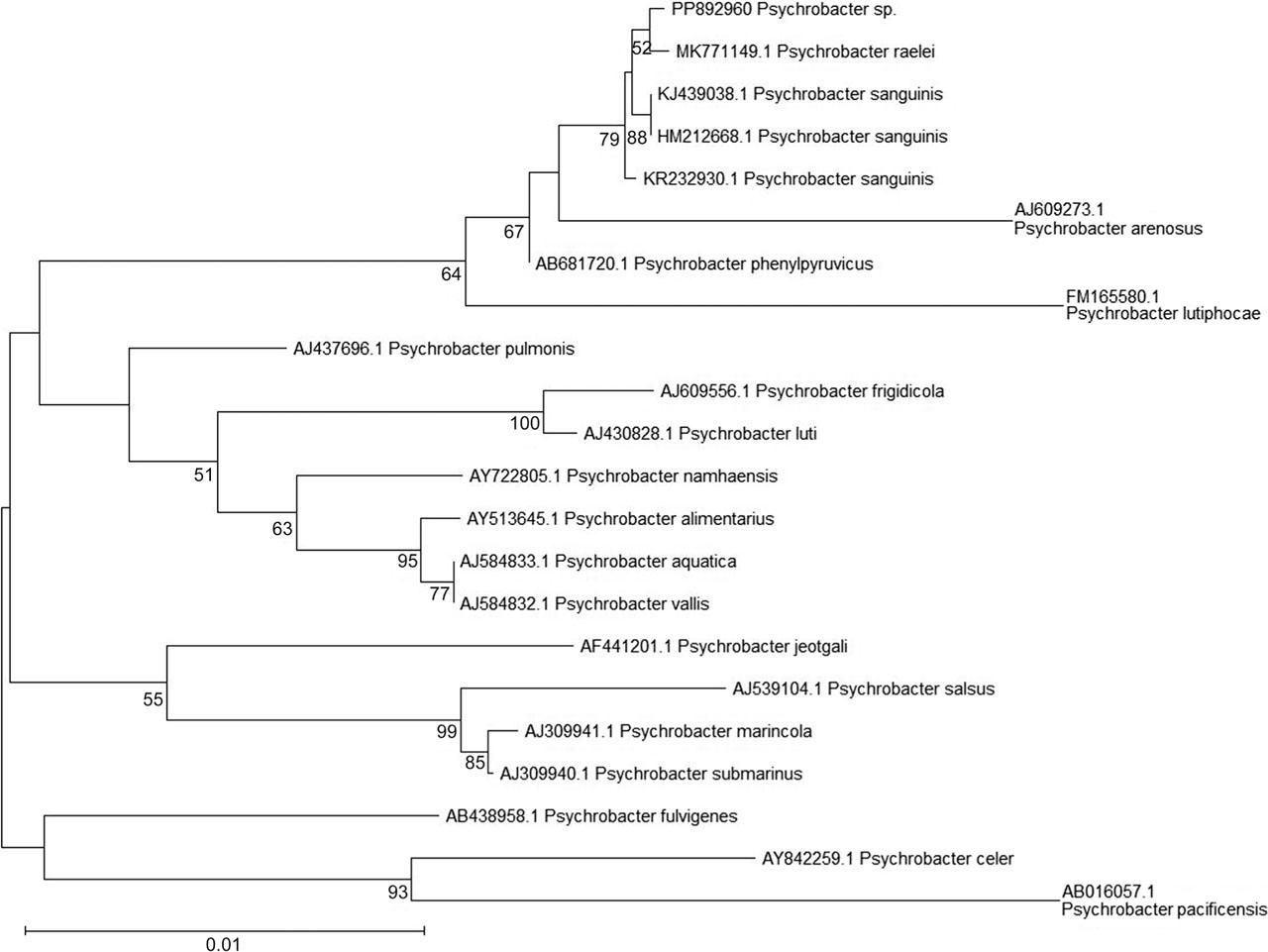 Neighbor-joining phylogenetic tree based on 16S rRNA gene sequences from Psychrobacter spp. type strains, Psychrobacter sp. isolate PP892960 from our study, and two extra Psychrobacter sanguinis strains. Bootstrap values (>50%) are indicated at branch nodes.
