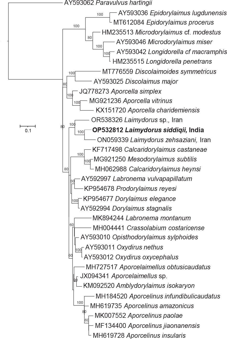 Phylogenetic tree based on D2-D3 expansion segments of the 28S rRNA gene sequences of the nematodes isolated in this study and several related species. Phylogenetic relationships based on the nucleotide sequences of the D2-D3 expansion segments of the 28S rRNA gene were inferred by using the Maximum Likelihood method based on the General Time Reversible Model. The tree with the highest log likelihood is shown. The percentage of trees in which the associated taxa clustered together is shown next to the branches. A discrete Gamma distribution was used to model evolutionary rate differences among sites. The tree is drawn to scale, with branch lengths measured in the number of substitutions per site. NCBI accession numbers of the sequences used for the analyses are shown.