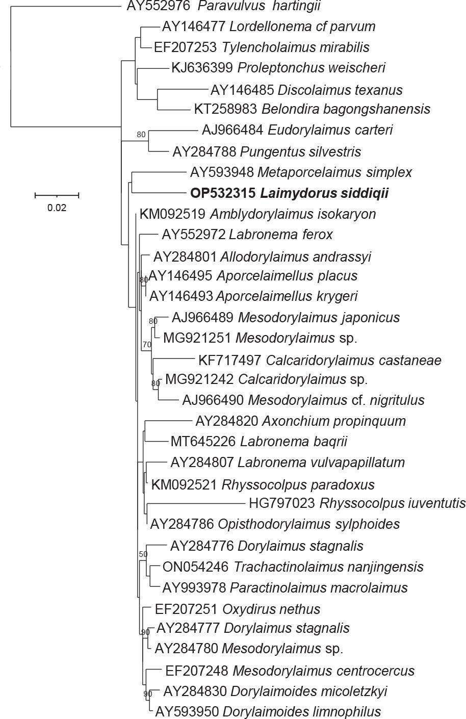 Phylogenetic tree based on 18S rRNA sequences of the nematodes isolated in this study and several related species. Phylogenetic relationships based on 18S rRNA gene sequences were inferred by using the Maximum Likelihood method based on the Tamura 3-parameter model. The tree with the highest log likelihood is shown. The percentage of trees in which the associated taxa clustered together is shown next to the branches. A discrete Gamma distribution was used to model evolutionary rate differences among sites. The tree is drawn to scale, with branch lengths measured in the number of substitutions per site. NCBI accession numbers of the sequences used for the analyses are shown.