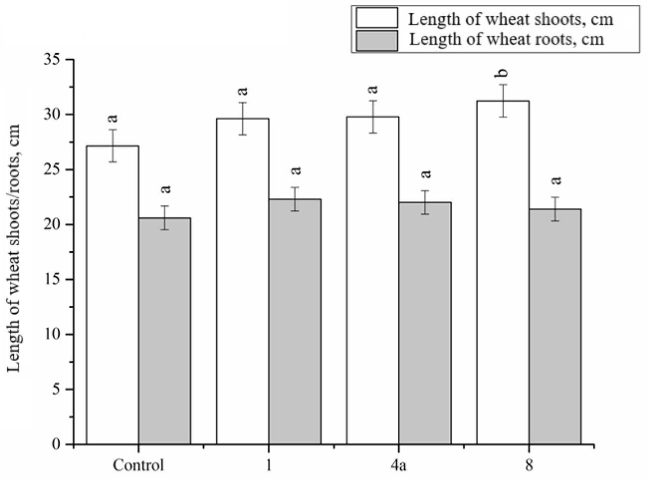 Length of winter wheat shoots and roots in response to foliar application of the protein preparation (vertical bars indicate the mean ± SE; n = 3)