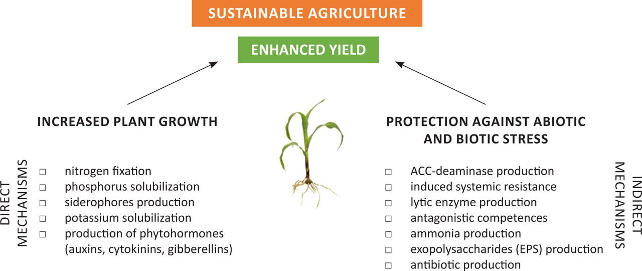 Mechanisms of plant growth promotion by microorganisms.