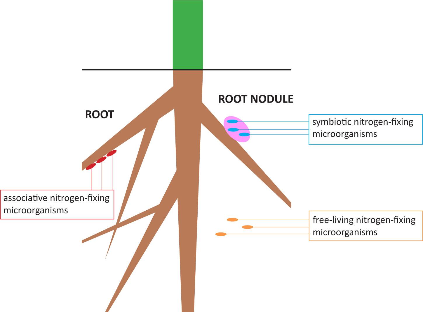 Groups of microorganisms fixing atmospheric nitrogen.