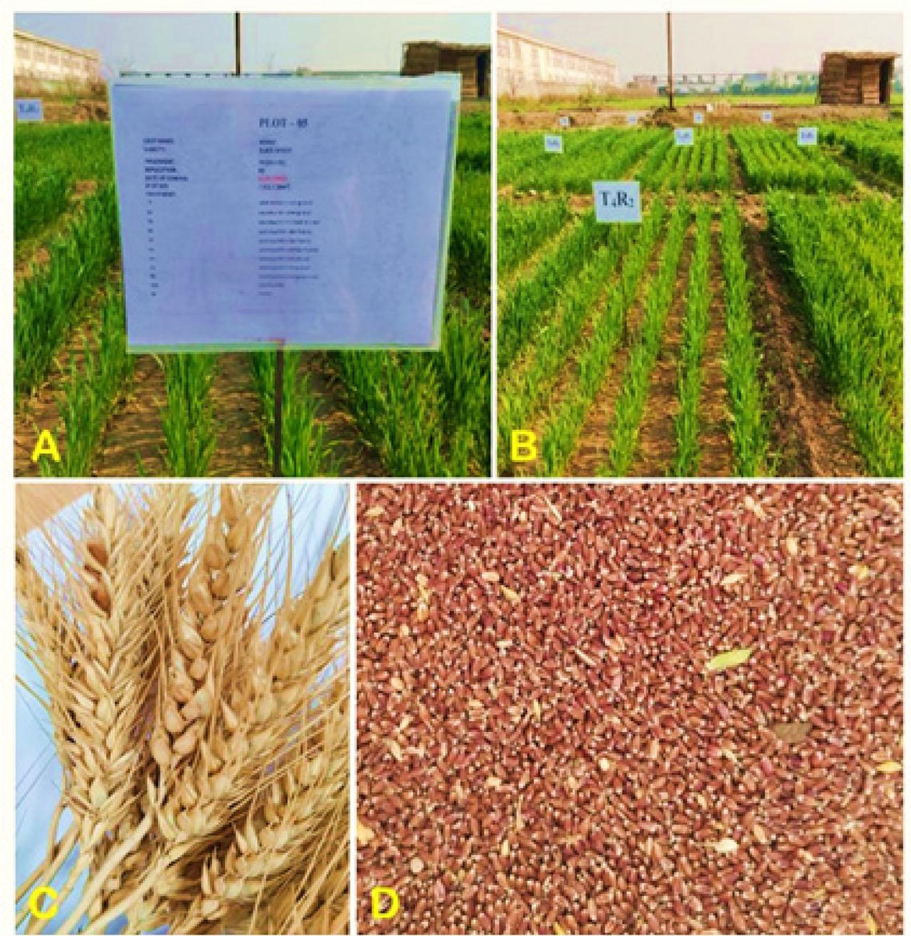Field trial on black wheat crop in the field on 60 days after sowing (DAS). (A-B) wheat in primary stage in the experimental field, (C) wheat spikes, (D) kernels of black wheat.