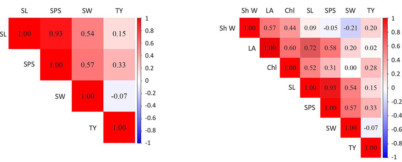 Correlations (left) between yield parameters and (right) between growth and yield parameters in wheat. SL: spike length (cm); SPS: no. of seeds per spike; SW: 100 seeds weight (g); TY: total yield per plot (g); Sh W: shoot biomass (g); LA: leaf area (cm2); Chl: chlorophyll