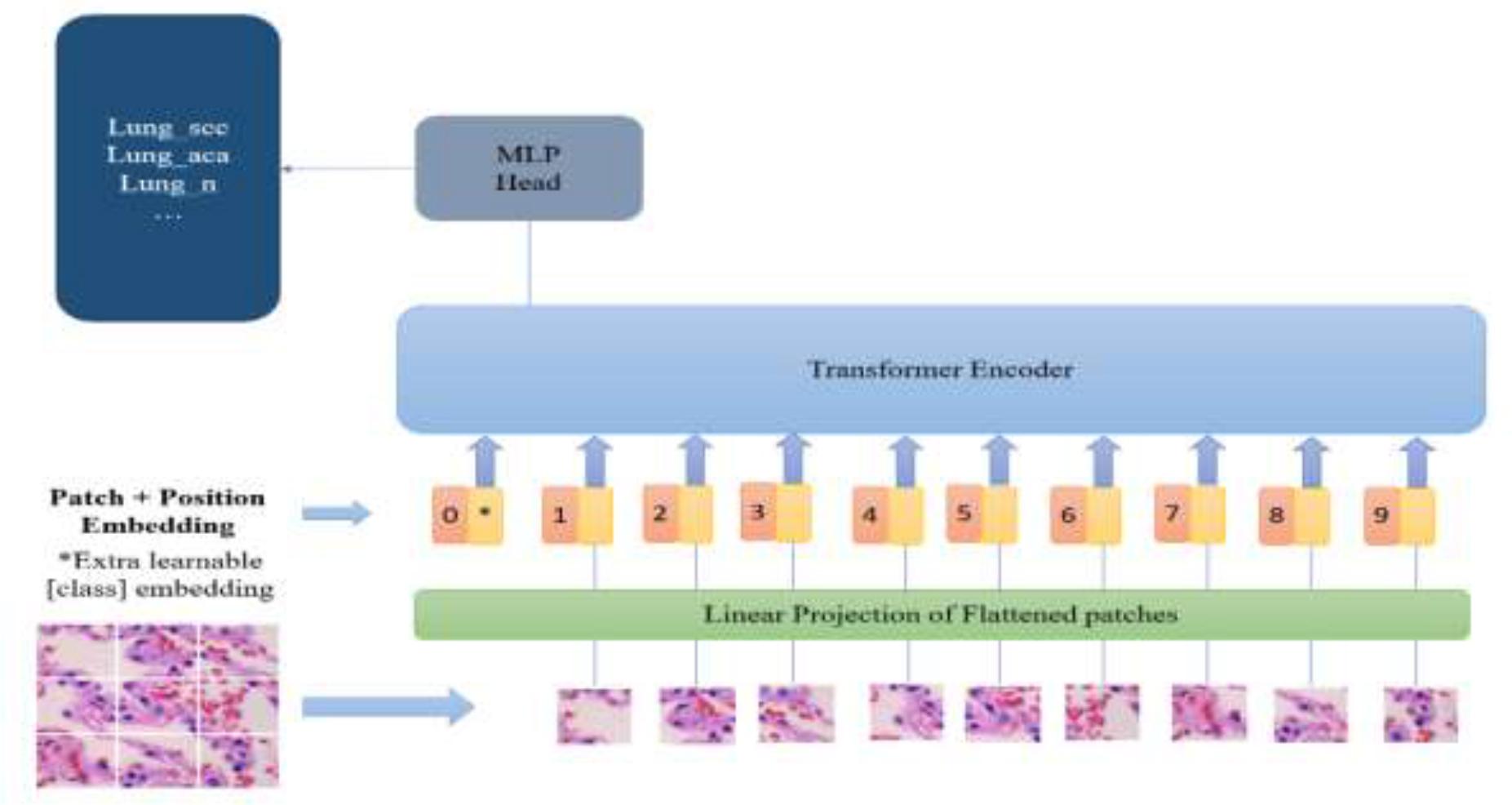 ViT Architecture Diagram