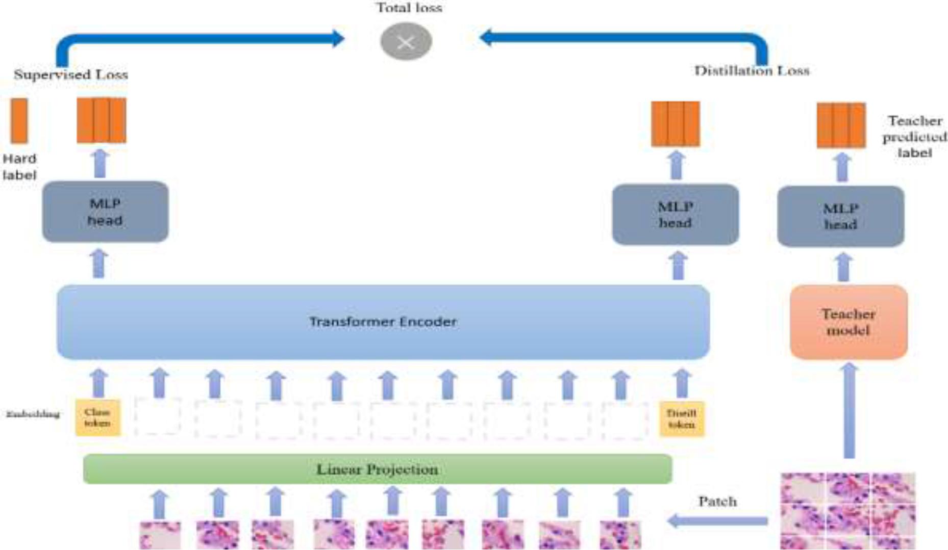DeiT Architecture Diagram.