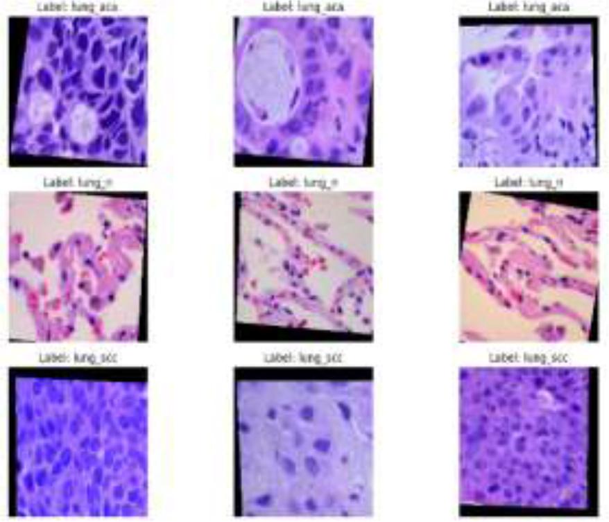 Randomly selected training sample images
