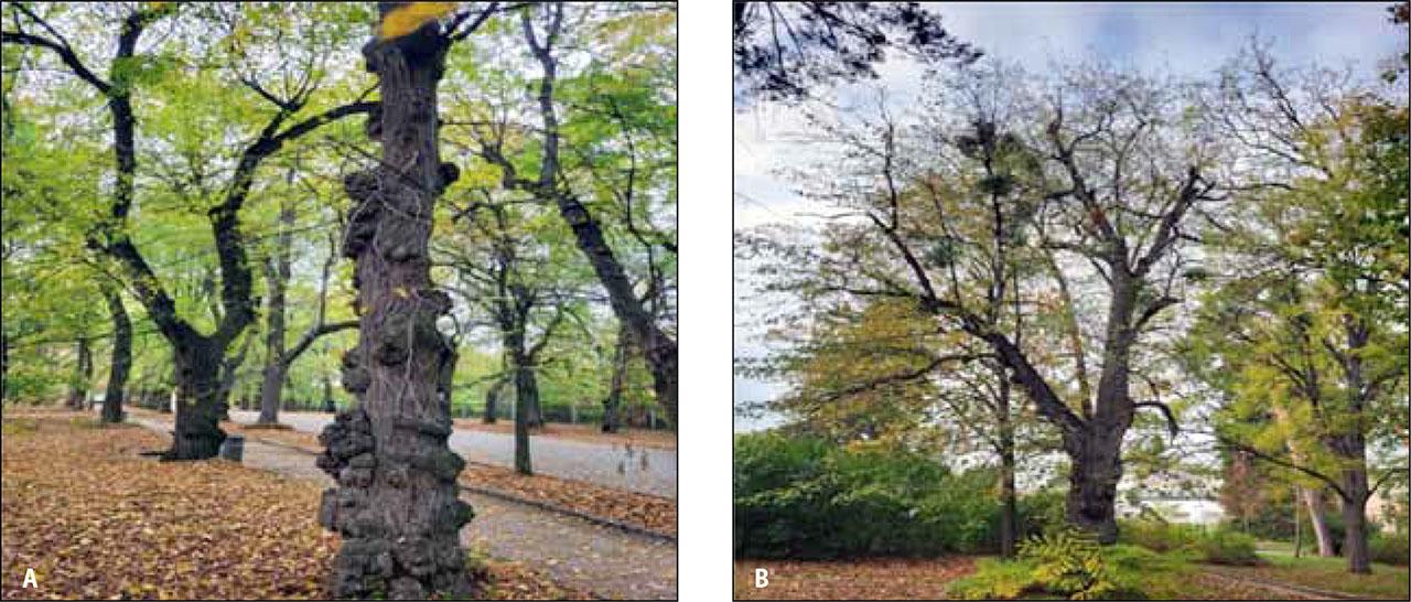 Growths on the trunk of Tilia europaea (A) and Tilia cordata (B) with Viscum album infection