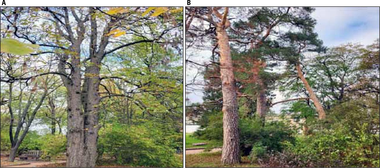 Pathological damage on Aesculus hippocastanum “Pyramidalis” (A) and Pinus sylvestris L. (B)