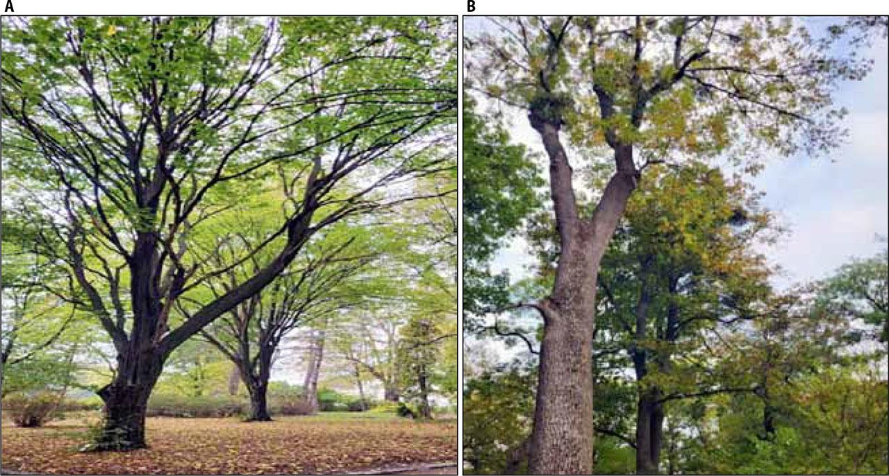 Pathological damage on Carpinus betulus “Globosa” (A). Infestation of Fraxinus excelsior and Acer platanoides trees by the hemiparasite Viscum album (B)