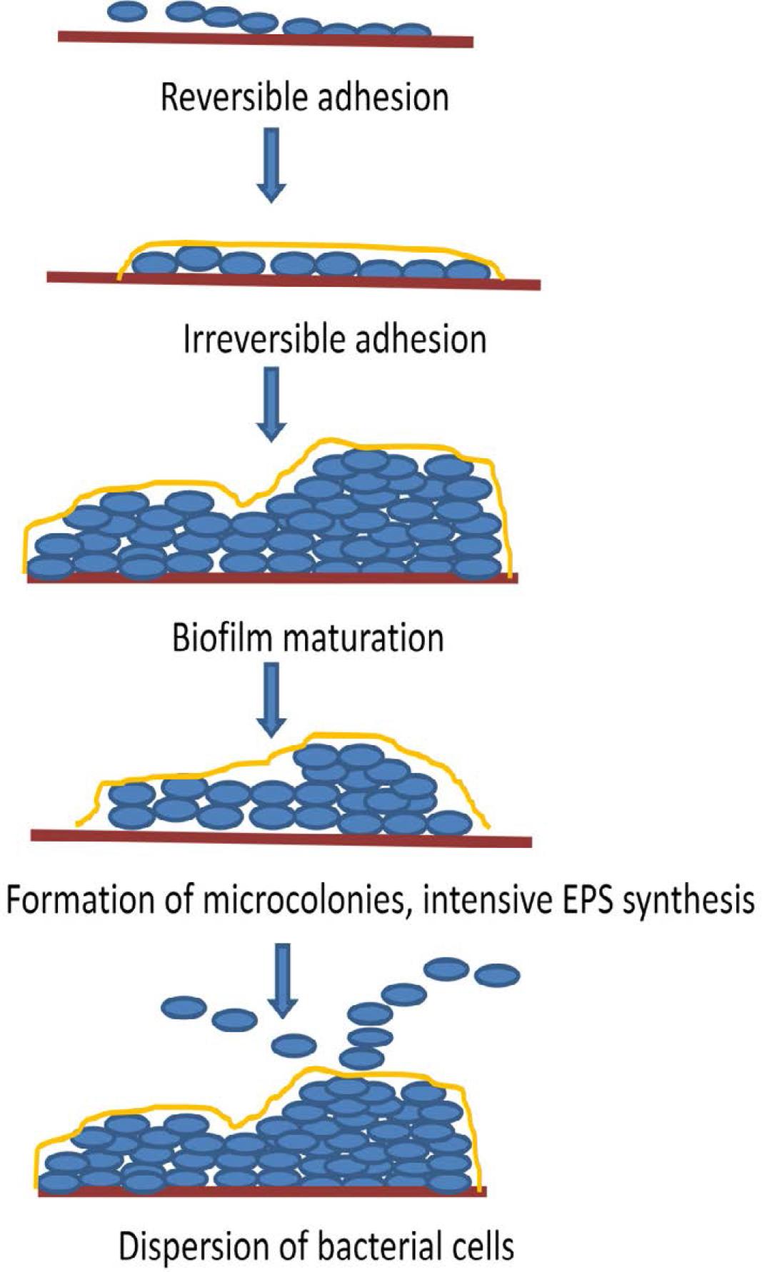 Biofilm formation (own elaboration)