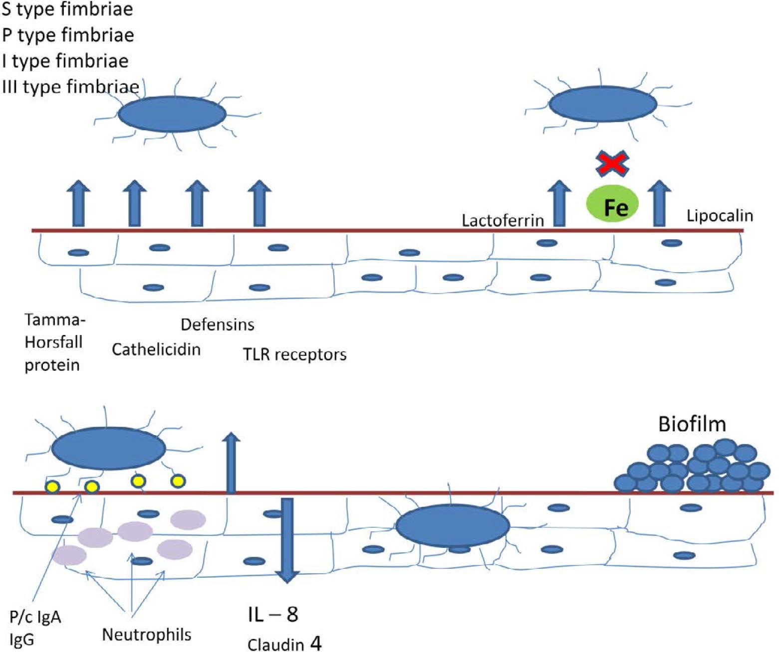 Formation of biofilm on the urinary tract surface (own elaboration)