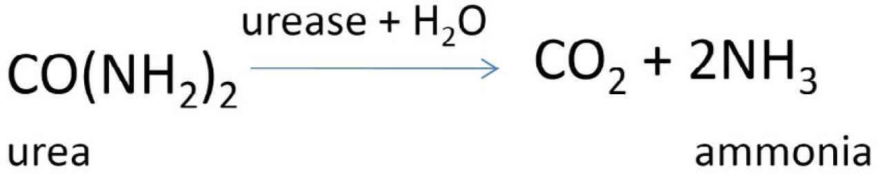 Urea breakdown catalyzed by urease.