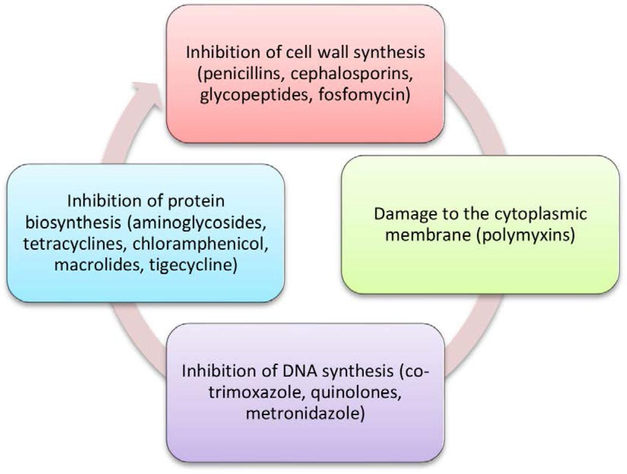 Mechanisms of Antibiotic Action.
