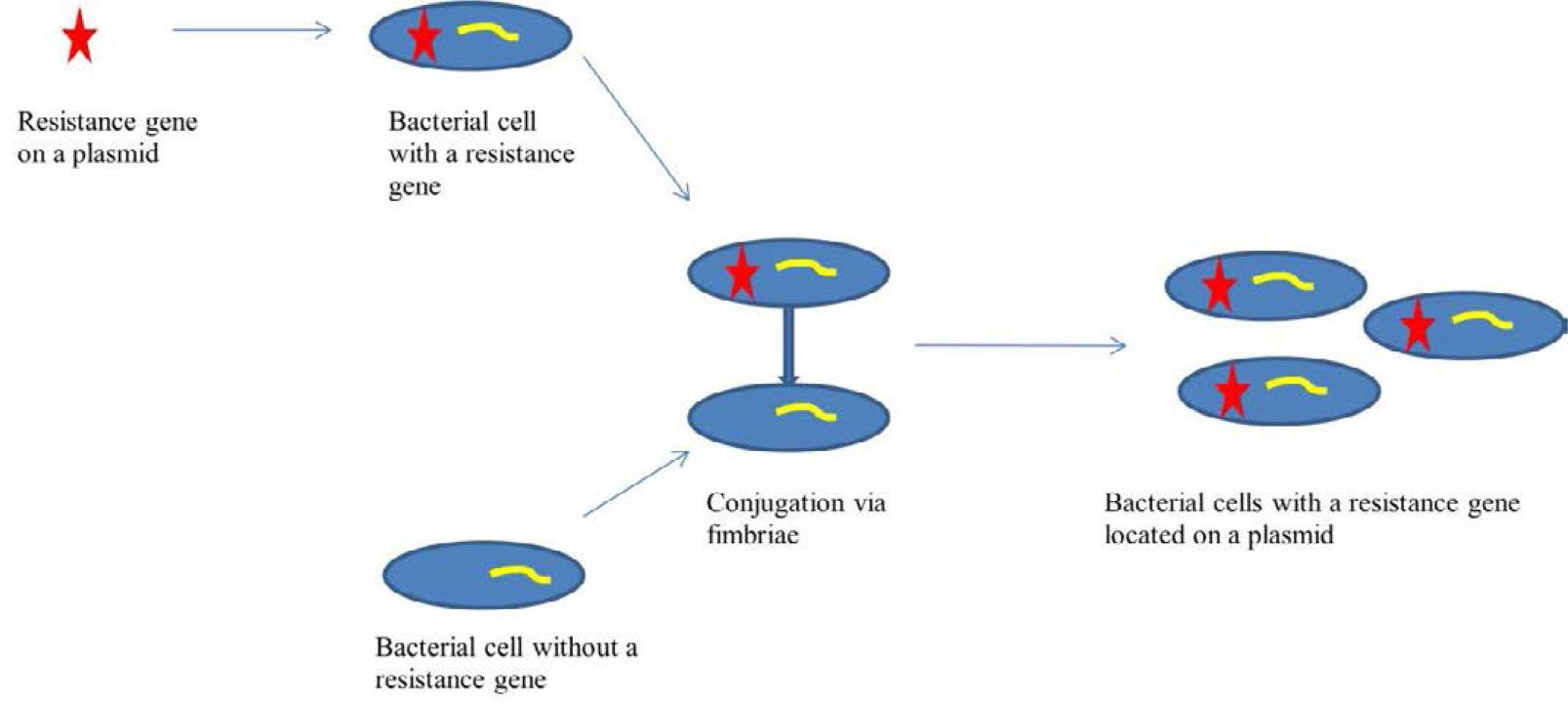 Gene transfer of resistance in the conjugation process involving fimbriae.