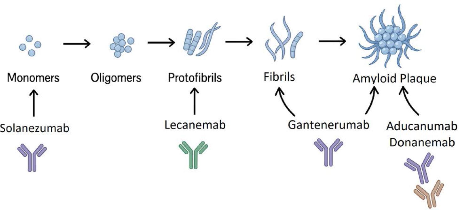 Mechanisms of Action of Selected Monoclonal Antibodies Against β-Amyloid at Different Stages of Aggregation.
Solanezumab binds Aβ monomers, lecanemab targets protofibrils, gantenerumab binds fibrils and plaques, while aducanumab and donanemab target mature amyloid deposits.
Disclaimer: The diagram provides a conceptual overview; actual binding mechanisms of monoclonal antibodies may involve multiple or variable epitopes not depicted here.
Source: Author’s own elaboration.