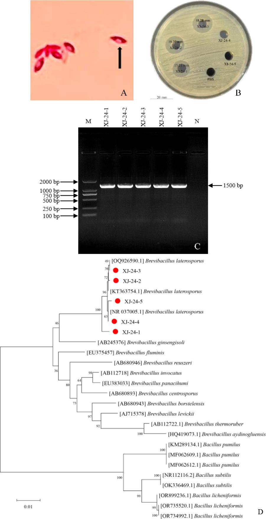 Isolation and identification of Brevibacillus laterosporus. (A) Gram staining of five strains of lateral spore-forming bacteria; (B) Antibacterial activity of the sterile supernatants of the culture fluids of five suspected strains; (C) 1% gel electrophoresis of the 16S rRNA of the isolates; M – DNAmarker; N – negative control; (D) Phylogenetic tree constructed based on partial sequences of the 16S rRNA gene. Red circles mark the positions of strains XJ-24-1, XJ-24-2, XJ-24-3, XJ-24-4 and XJ-24-5 isolated in this experiment