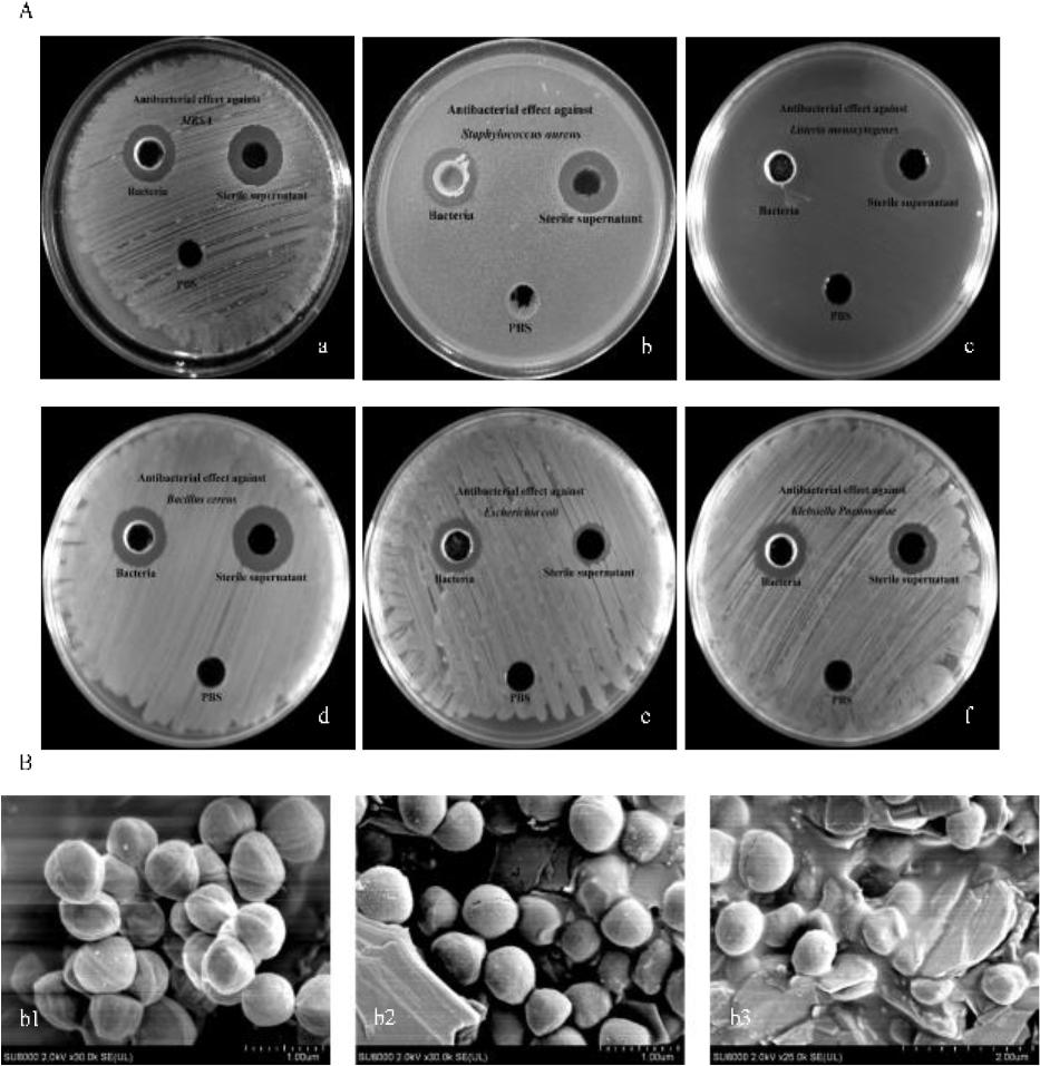 Determination of antibacterial activity of the Brevibacillus laterosporus XJ-24-3 isolate. (A) Bacteriostatic activity of bacteria-free supernatant and B. laterosporus XJ-24-3 against methicillin-resistant Staphylococcus aureus (MRSA), S. aureus, Listeria monocytogenes, Bacillus cereus, E. coli and Klebsiella pneumoniae; (B) The observation of MRSA treated by cultural supernatant of B. laterosporus XJ-24-3 using a scanning electron microscope; b1 – untreated MRSA; b2 and b3 – MRSA treated by the supernatant of B. laterosporus XJ-24-3 for 1 h and 2 h, respectively