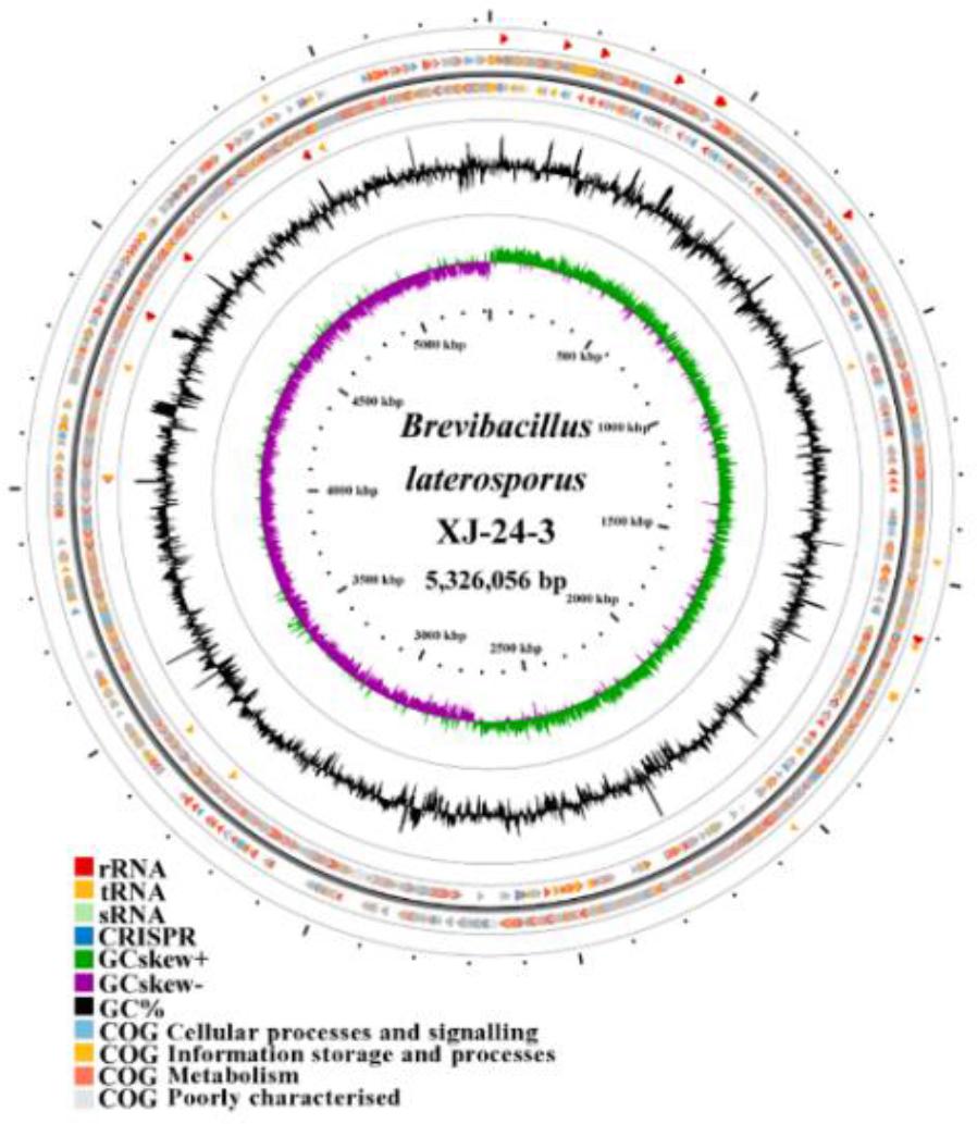 Genome map of the Brevibacillus laterosporus XJ-24-3 isolate. Kbp – kilobase pairs; rRNA – ribosomal RNA; tRNA – transfer RNA; sRNA – small RNA; CRISPR – clustered regularly interspaced short palindromic repeats; GC – guanine and cytosine; C G – Cluster of rthologous Groups